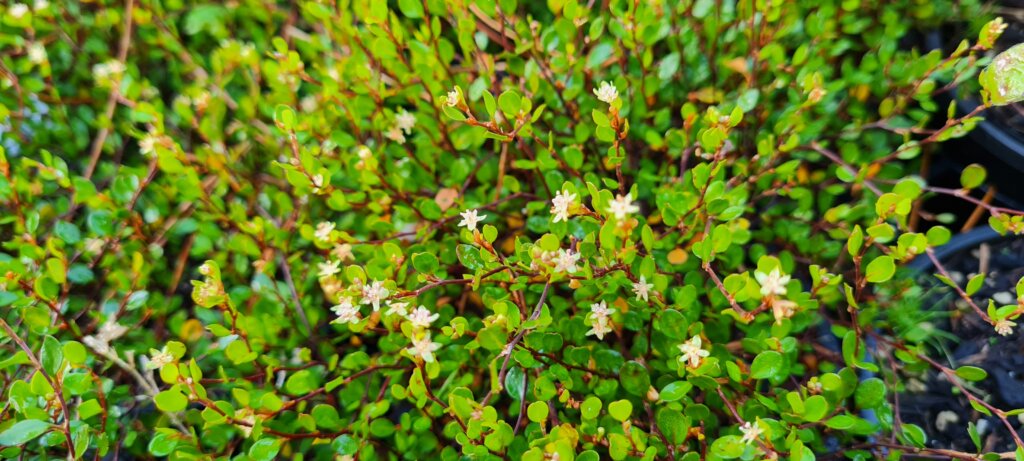 Muehlenbeckia axillaris