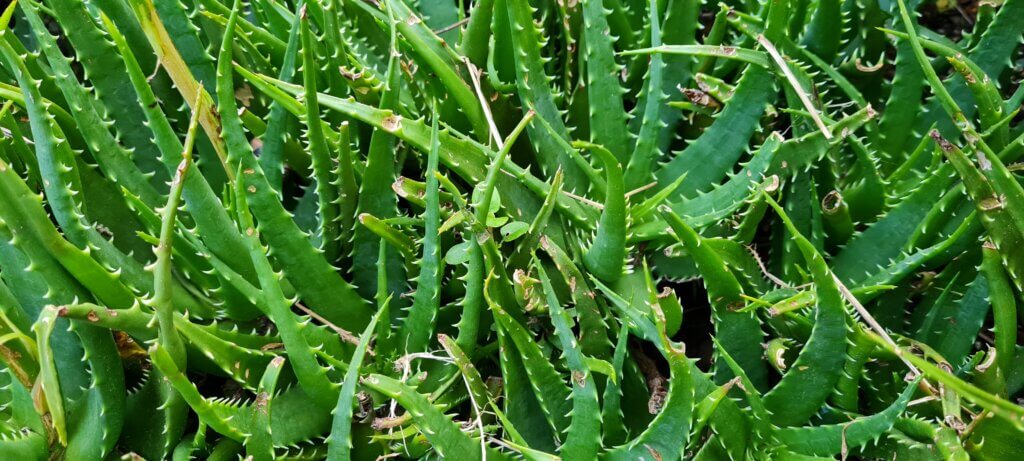 Aloe spinosissima
