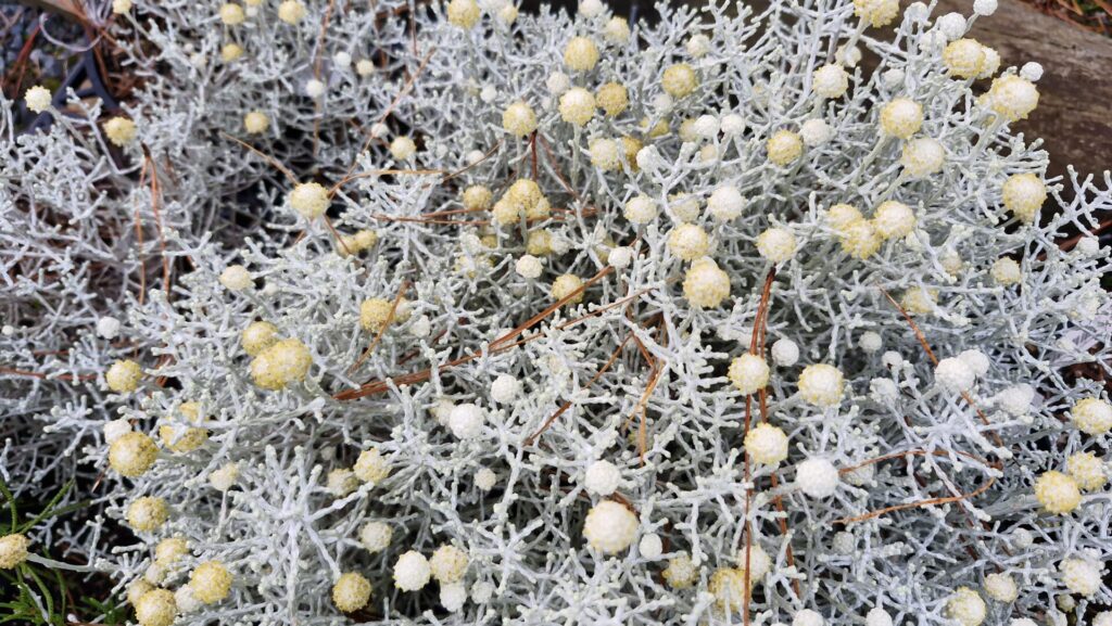 Calocephalus Brownii