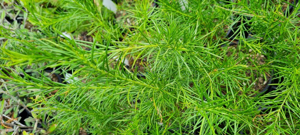 Grevillea Cream and Green
