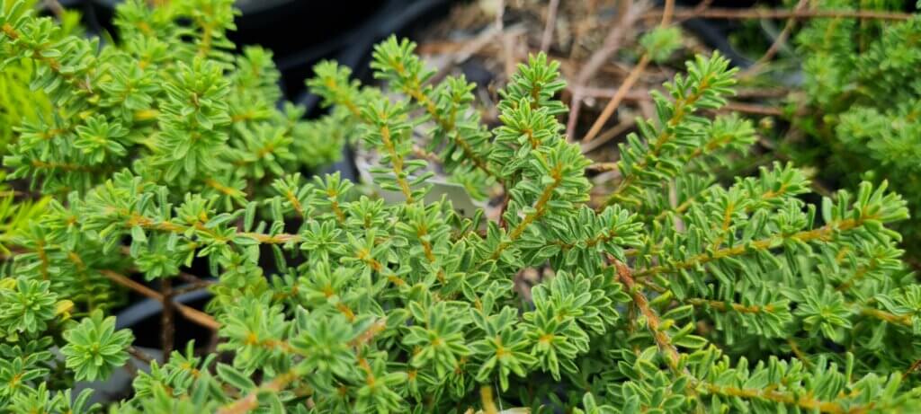 Pultenaea 'Wallum Gold'