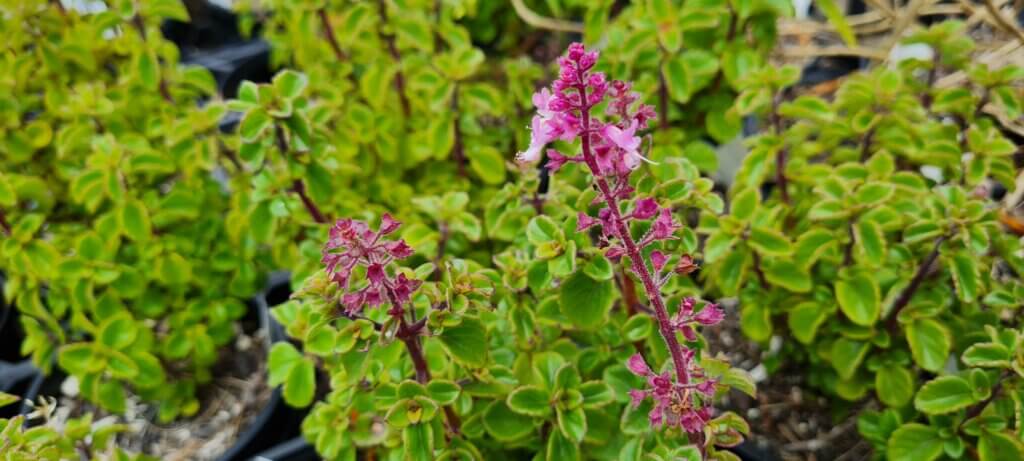 hemizygia mauve magic