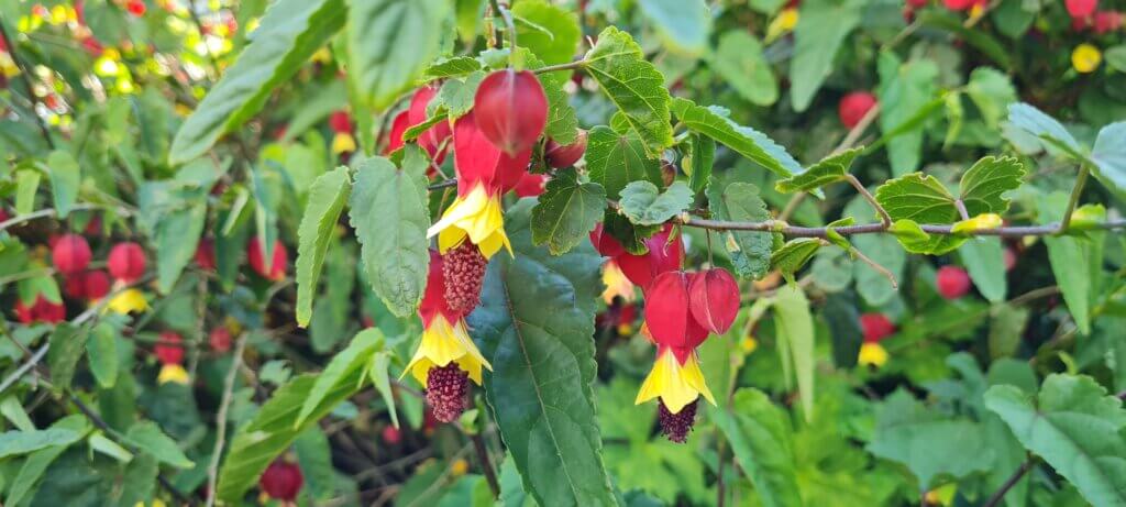 Abutilon Megapotamicum