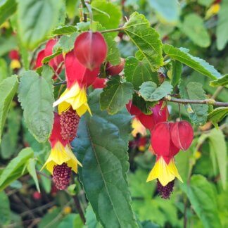 Abutilon Megapotamicum