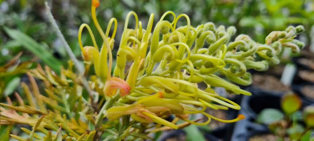 Grevillea 'Peaches and Cream'