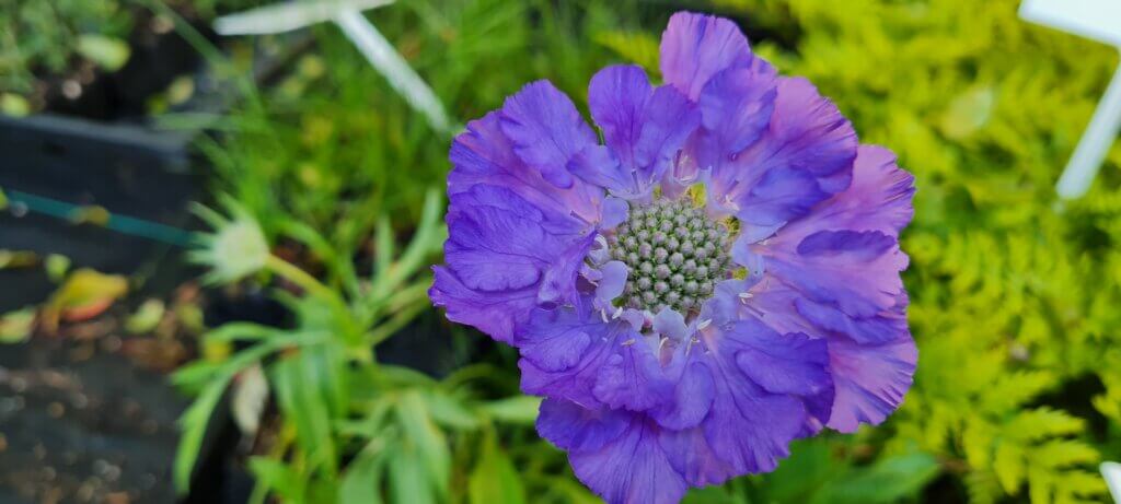 Scabiosa 'Fama Deep Blue''