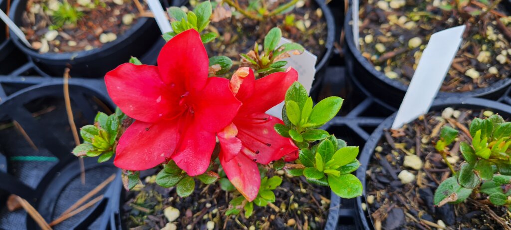 Azalea Glazers Red