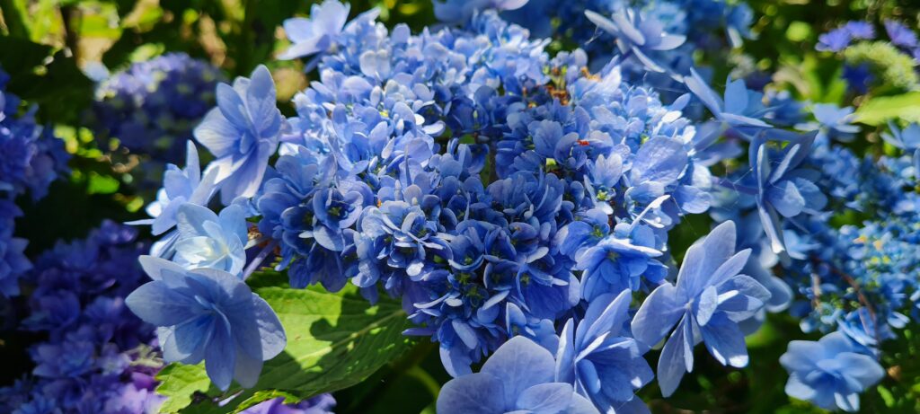 Hydrangea YouMe Forever
