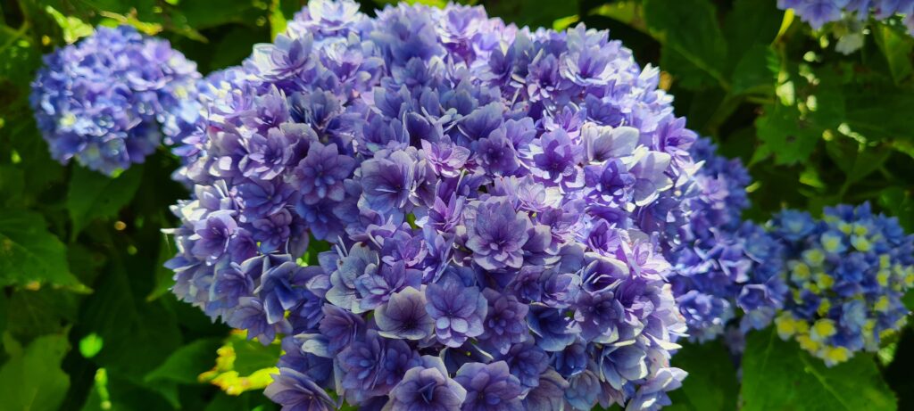 Hydrangea YouMe Together