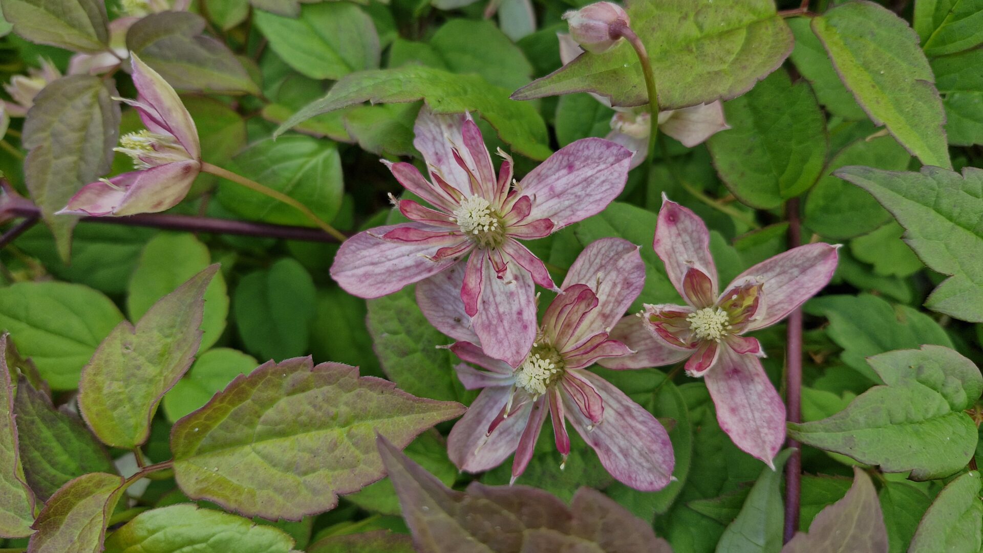 Clematis Marjorie