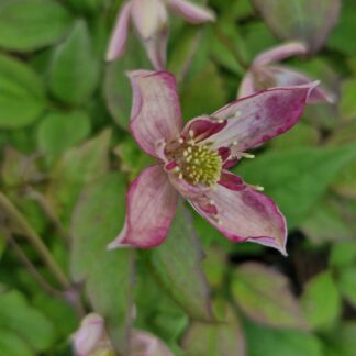 Clematis Marjorie