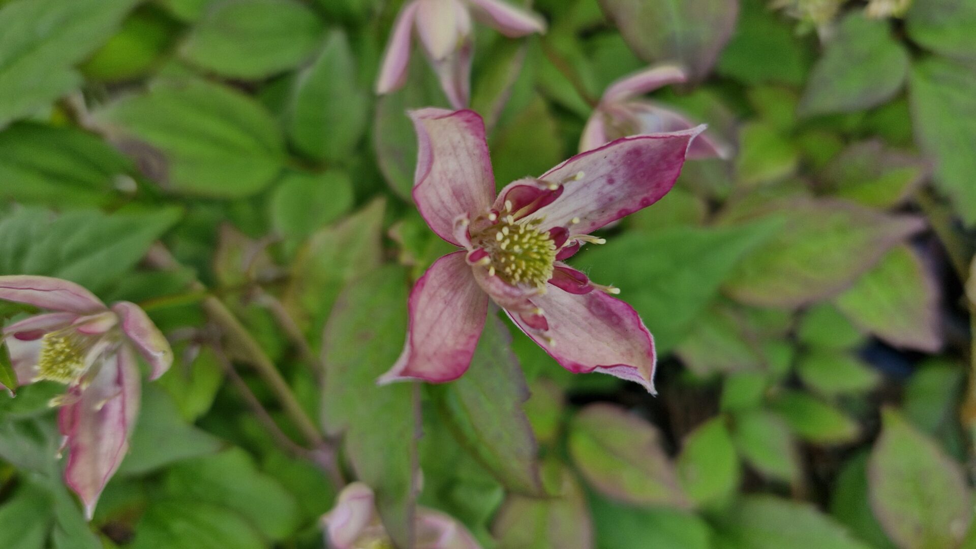 Clematis Marjorie