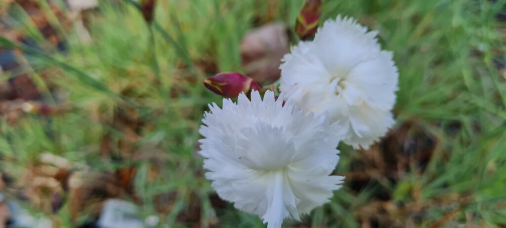 Dianthus 'Mrs Sinkins'
