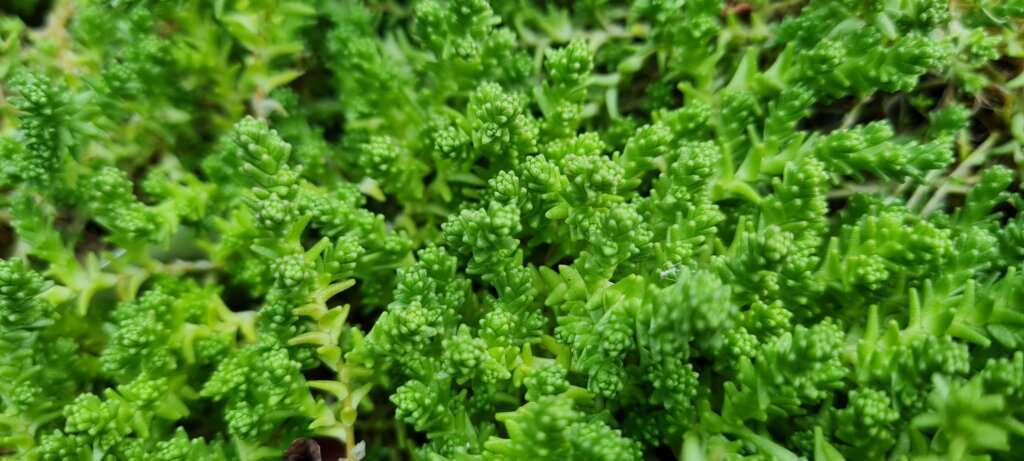 Sedum acre
