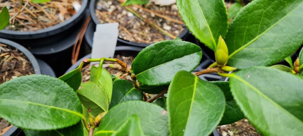 Camelia Midnight