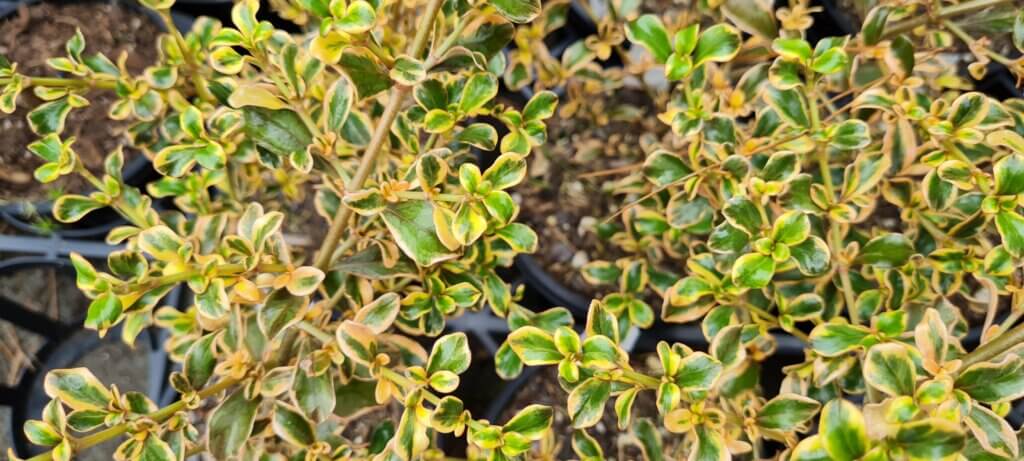 Coprosma Rainbow Surprise