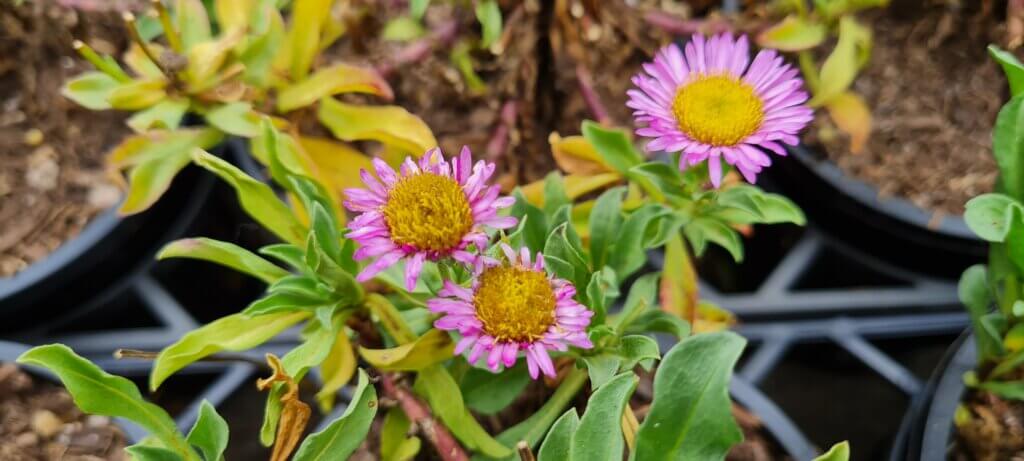 Erigeron 'Sea Breeze'