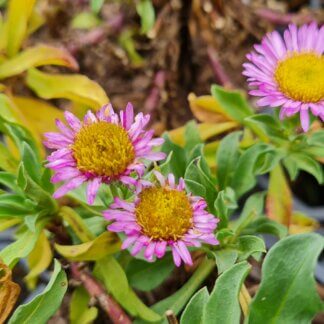 Erigeron 'Sea Breeze'