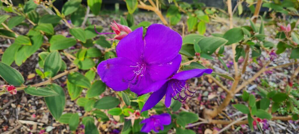 Tibouchina Carol Lynn