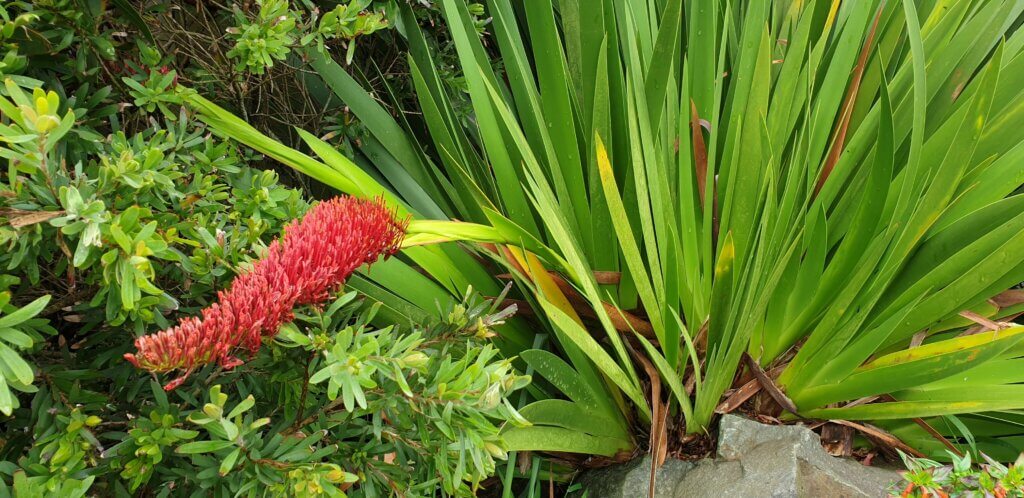 Xeronema callistemon