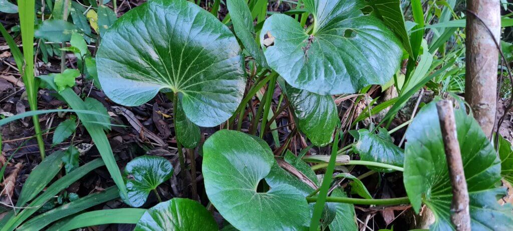 Ligularia reniformis