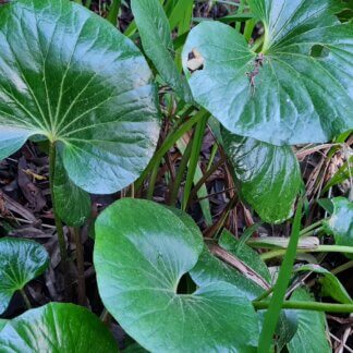 Ligularia reniformis