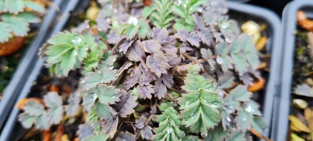 Acaena Caesiiglauca