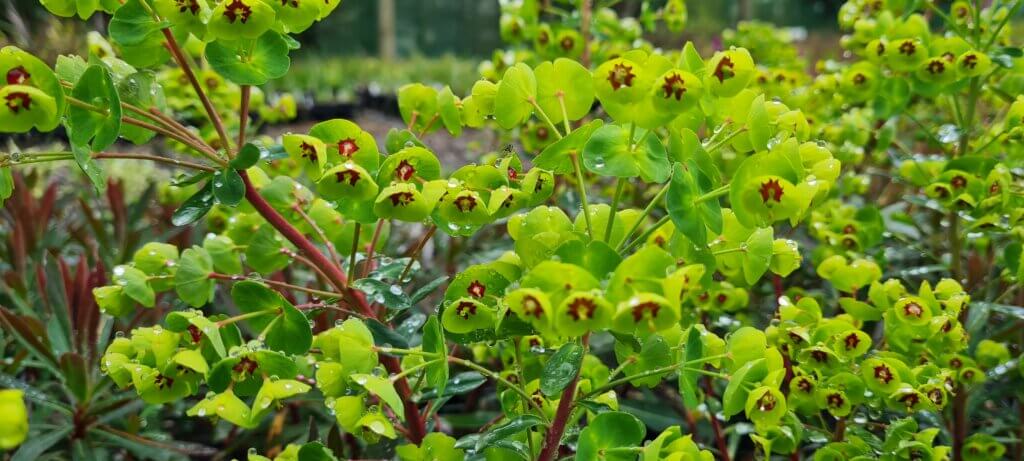 Euphorbia Martinii