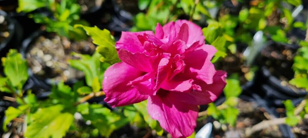 Hibiscus 'Collie Mullens'