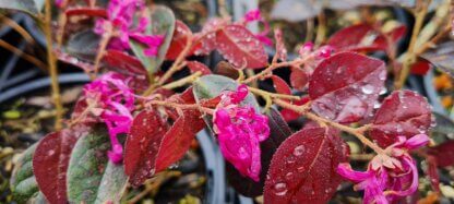 Loropetalum Fire Dance