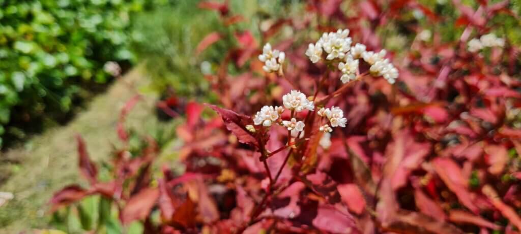 Persicaria 'Red Dragon'