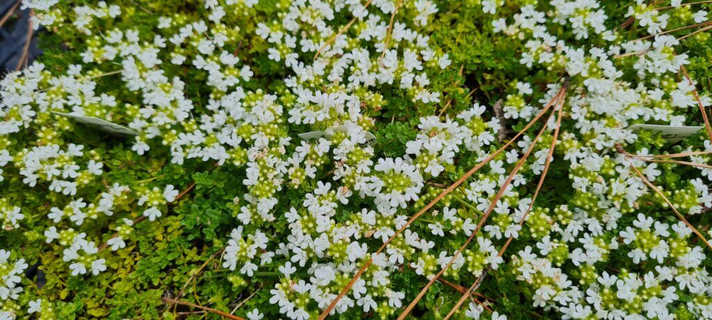 Thymus emerald Carpet (2)