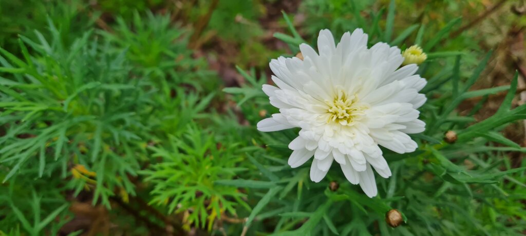 Argyranthemum Double White