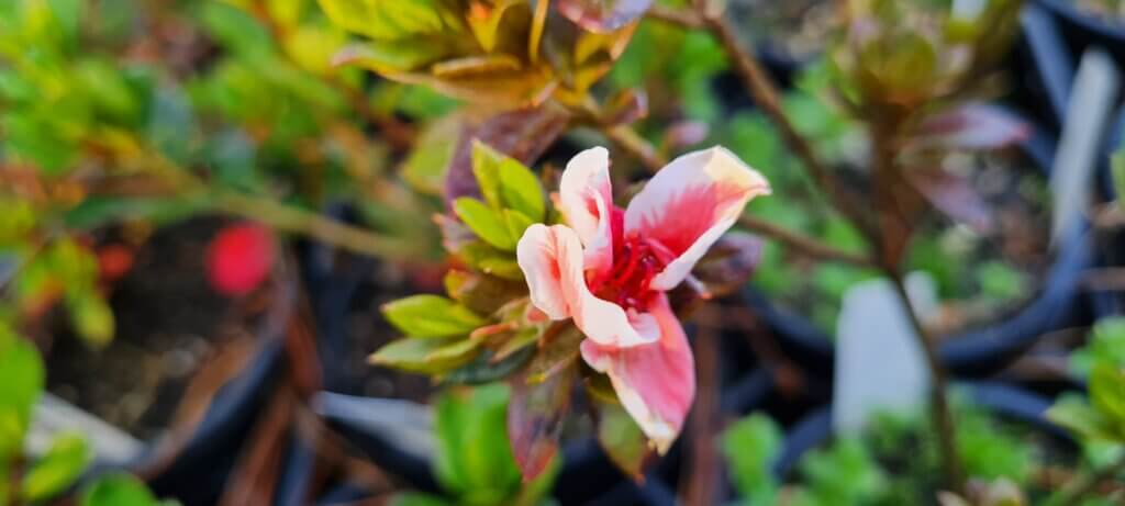 Azalea mrs kint