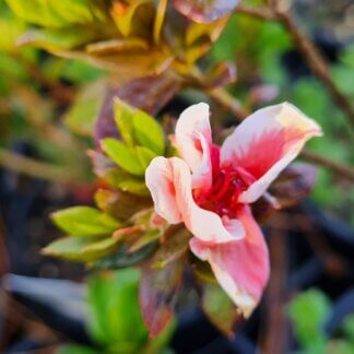 Azalea mrs kint