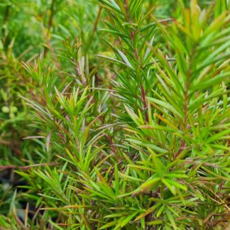 Grevillea Clearview David