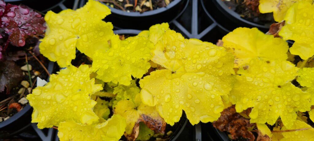 Heuchera Citronelle