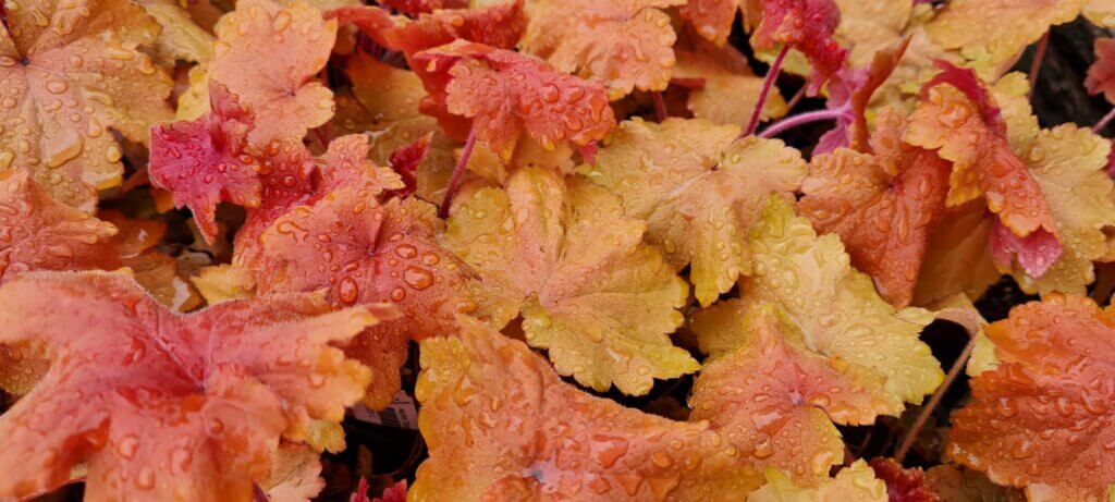Heuchera Orange Dream