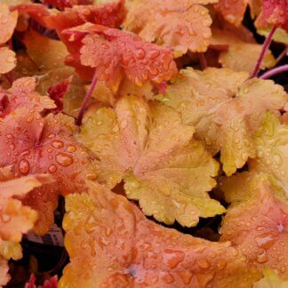 Heuchera Orange Dream