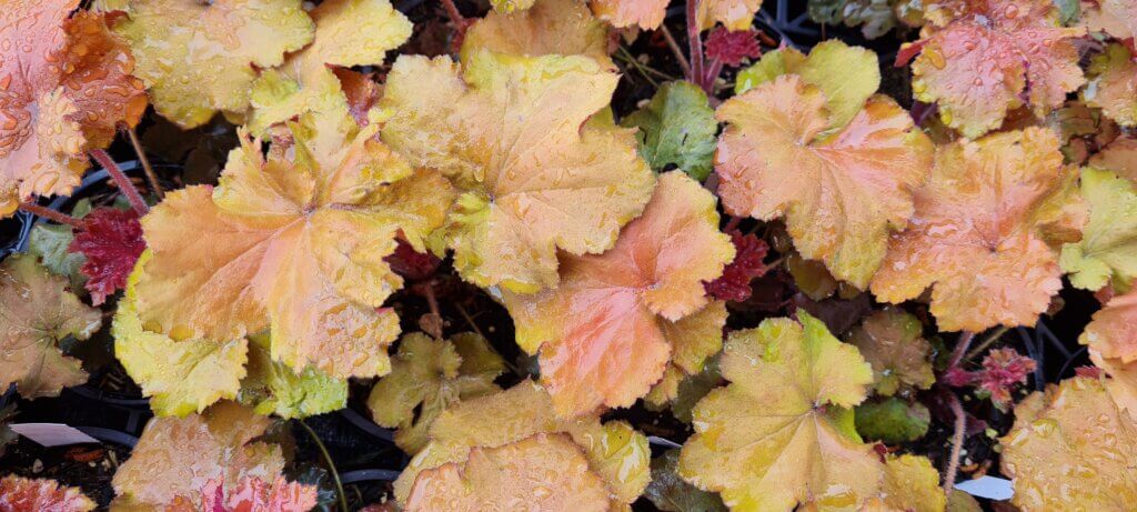 Heuchera Rex Dark Amber