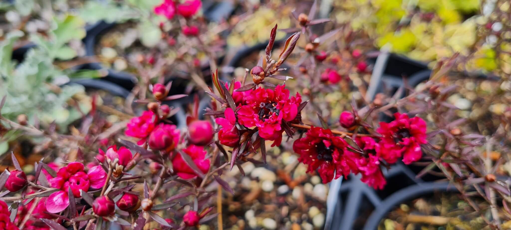 Leptospermum 'Burgundy Queen' Maryflower