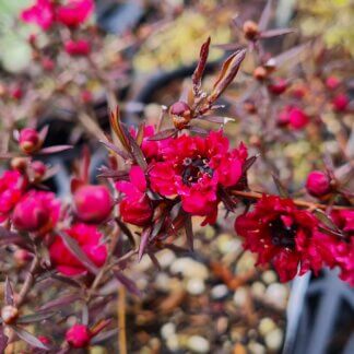 Leptospermum Burgundy Queen