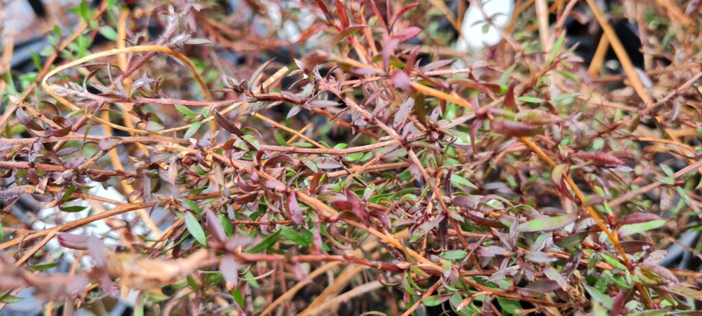 Leptospermum Red Fall