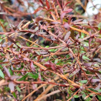 Leptospermum Red Fall