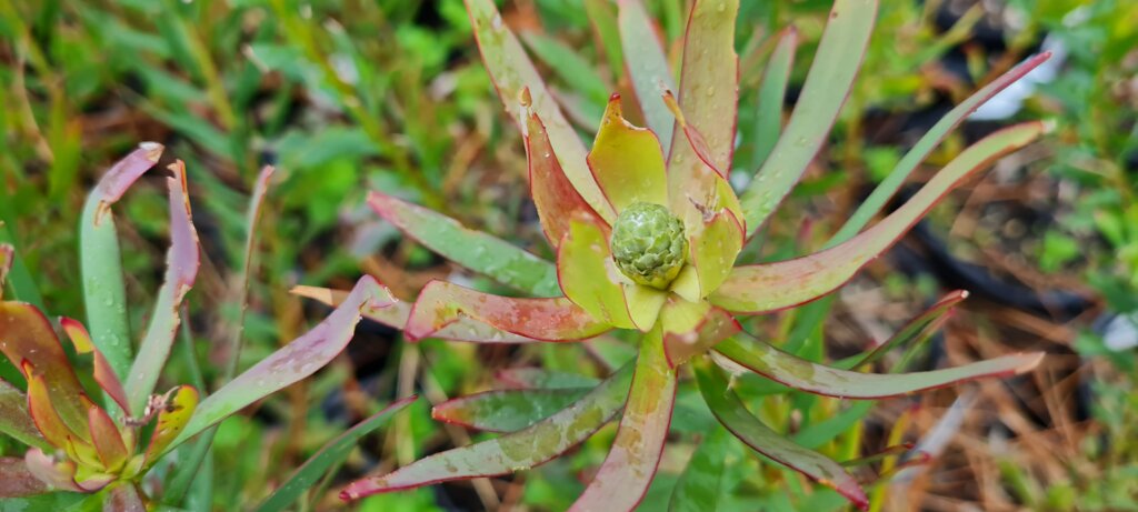 Leucadendron Rising Sun