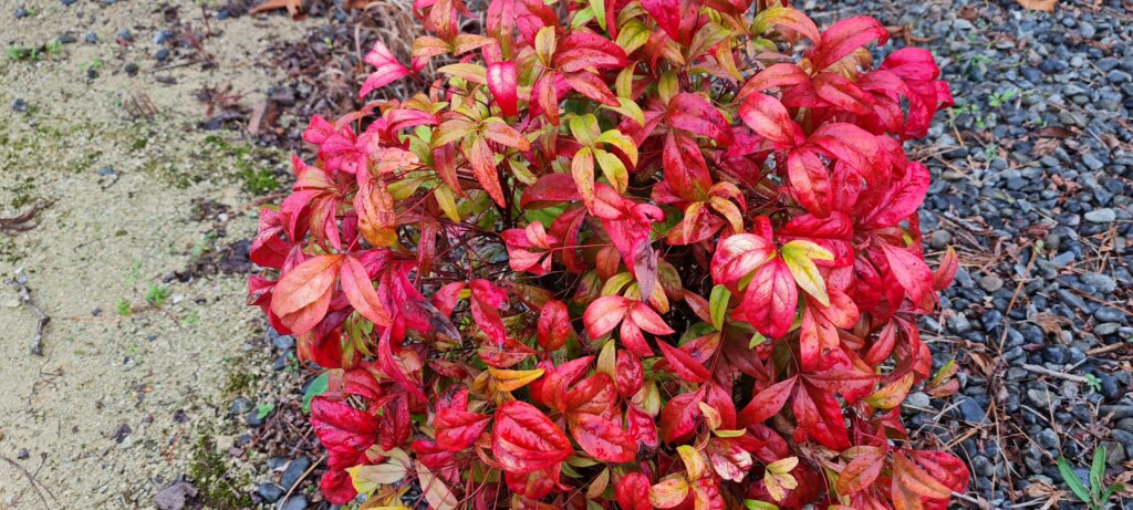Nandina Firepower