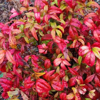 Nandina Firepower