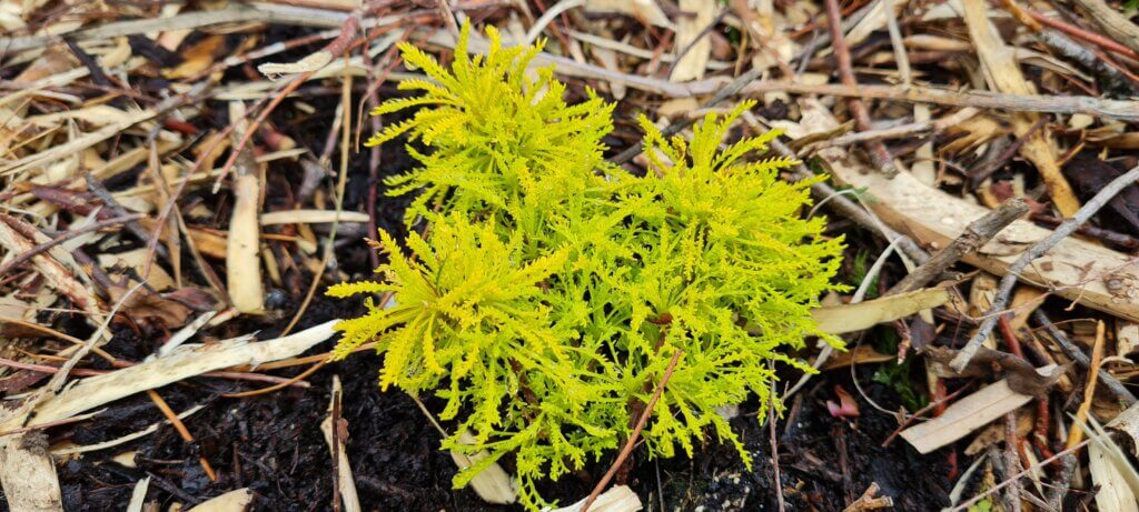 Santolina Lemon Fizz