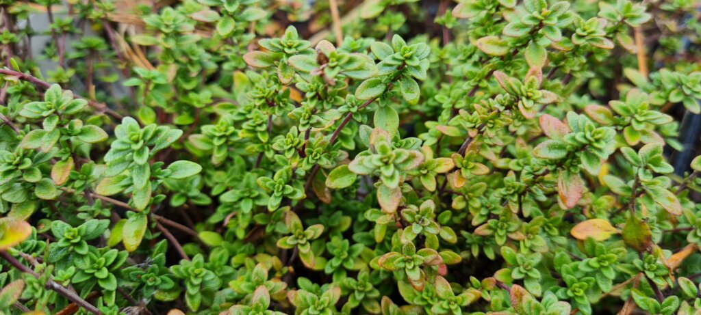 Thymus citrodorus