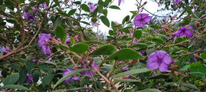 Tibouchina Lavender Pink